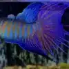 PARADISE FISH PEACEFUL COLOURFUL FRESH WATER AQUARIUM