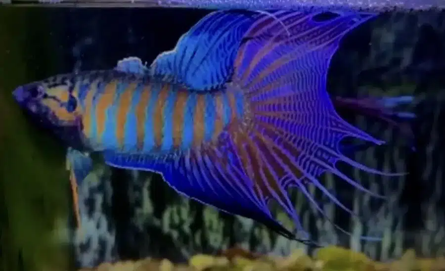PARADISE FISH PEACEFUL COLOURFUL FRESH WATER AQUARIUM