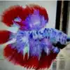 STUNNING Double Tail Randomly Selected Male SPLEND BEAUTIFUL FISH