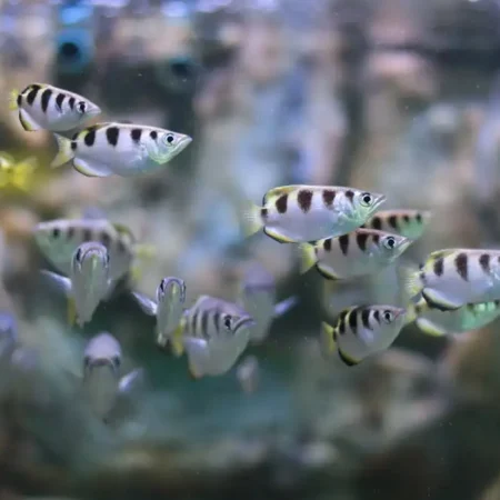 School of banded archerfish