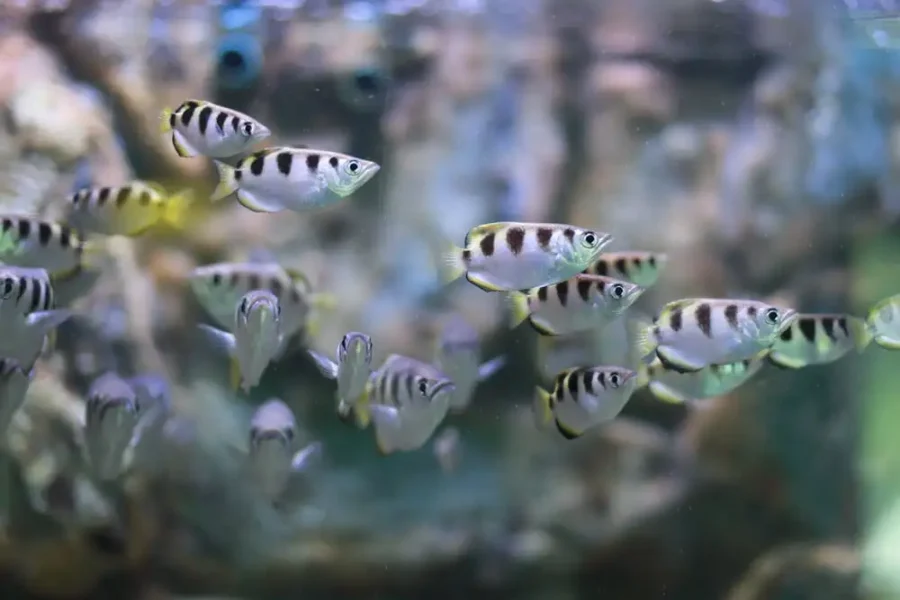School of banded archerfish