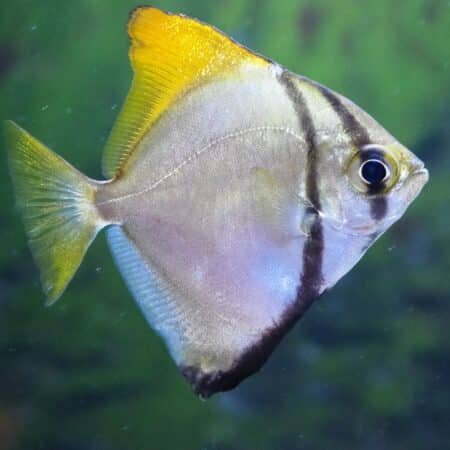 Silver Moony Moonfish, Monodactylus argenteus, brackish water shoaling fish, mirror scale moonyfish, peaceful mid-water brackish fish, community tank moonfish, low-brackish aquarium fish, Aquatropics moonfish sale
