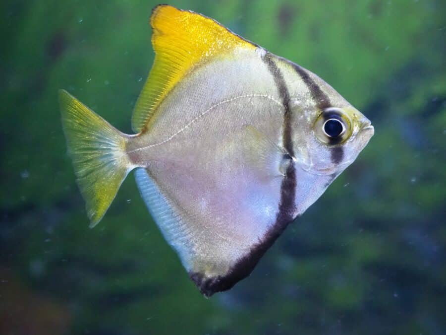 Silver Moony Moonfish, Monodactylus argenteus, brackish water shoaling fish, mirror scale moonyfish, peaceful mid-water brackish fish, community tank moonfish, low-brackish aquarium fish, Aquatropics moonfish sale