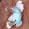 Supper Delta Dumbo Ear Big Ear Female Betta
