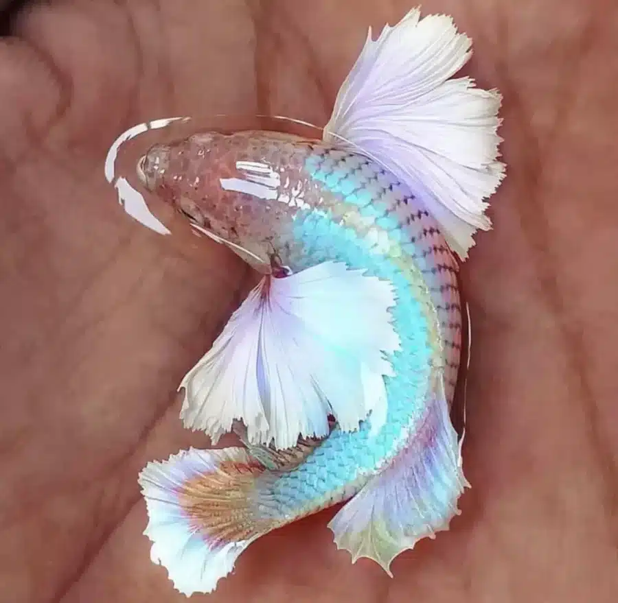 Supper Delta Dumbo Ear Big Ear Female Betta