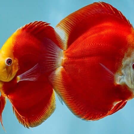 Symphysodon : Red Melon