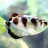 baned archer fish