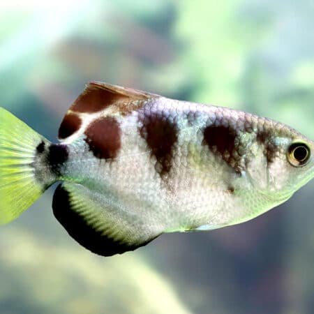 baned archer fish
