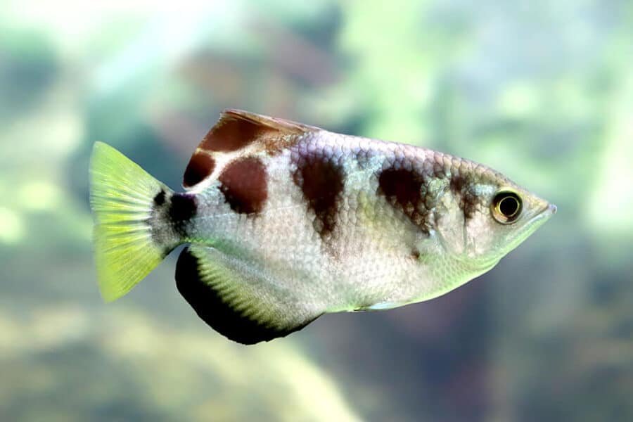baned archer fish