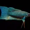 black Paradise Fish Macropodus Erythropterus Labyrinth Fish