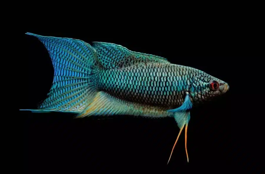 black Paradise Fish Macropodus Erythropterus Labyrinth Fish