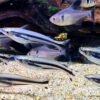 Debauwi Catfish Pareutropius buffei