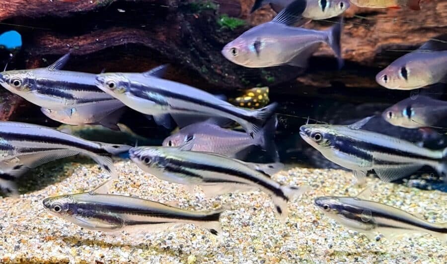 Debauwi Catfish Pareutropius buffei