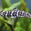 otia Lohachata Rare Loach Fish Live Aquarium Bottom Dweller Yoyo Loach