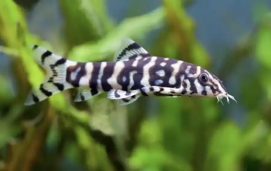 otia Lohachata Rare Loach Fish Live Aquarium Bottom Dweller Yoyo Loach