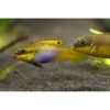 pelvicachromis taeniatus lobe