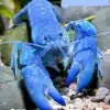 Red Claw Blue Lobster CRAYFISH - Cherax quadricarinatus -3-4 Cm