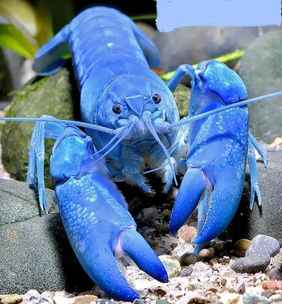 Red Claw Blue Lobster CRAYFISH - Cherax quadricarinatus -3-4 Cm