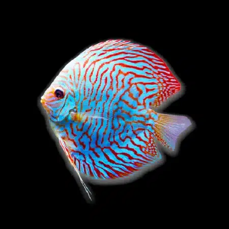 tigerturqdiscus