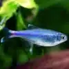 Cochu Blue