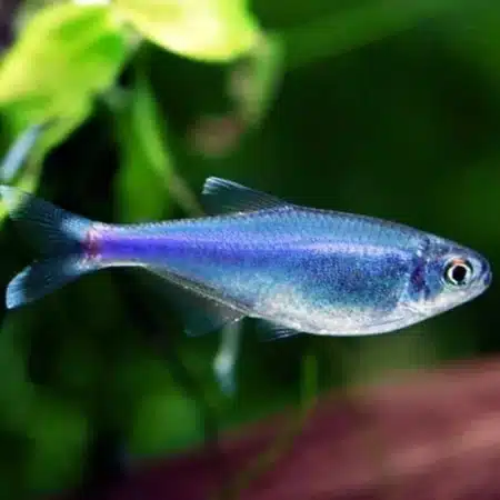 Cochu Blue