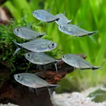 Costae Tetra 2