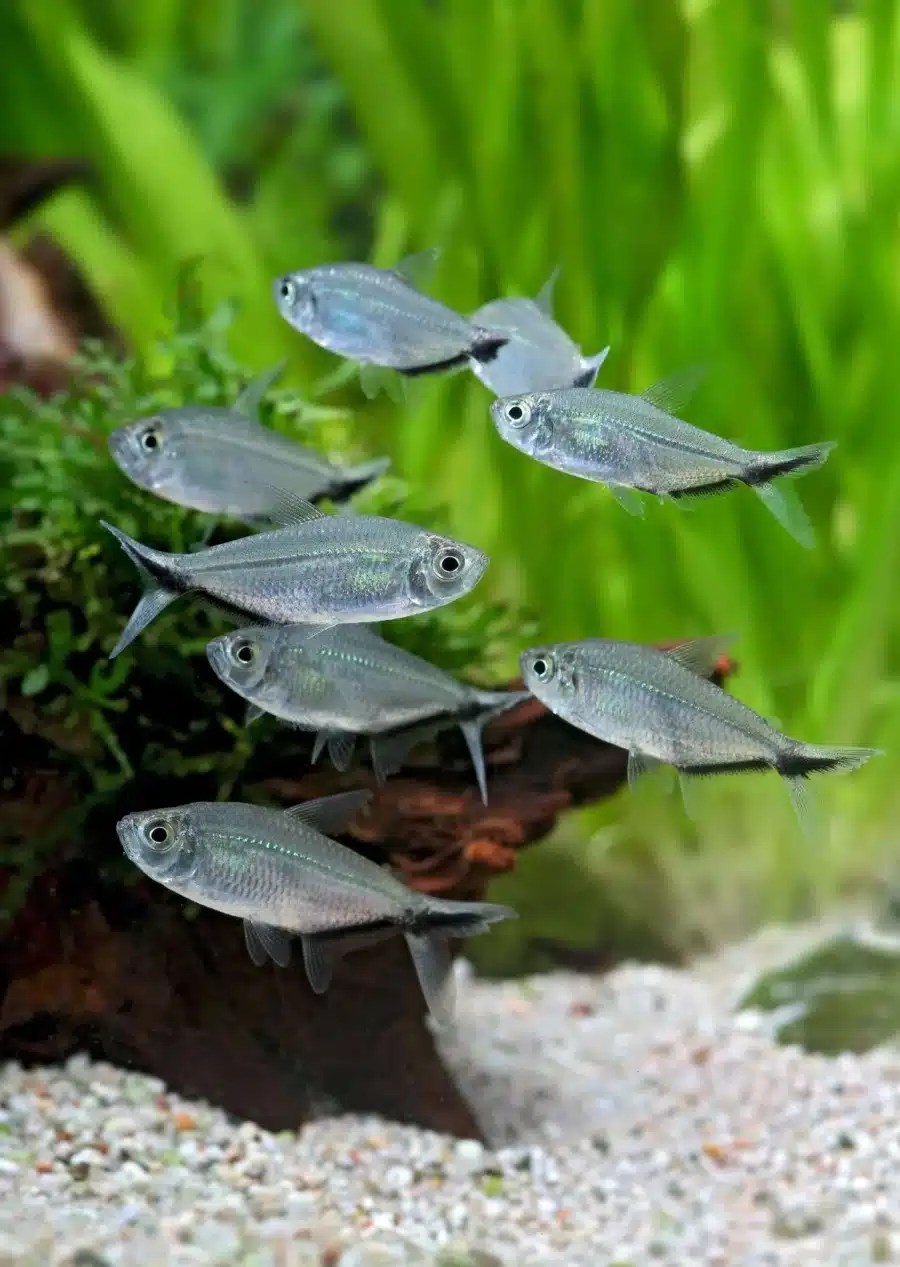 Costae Tetra 2