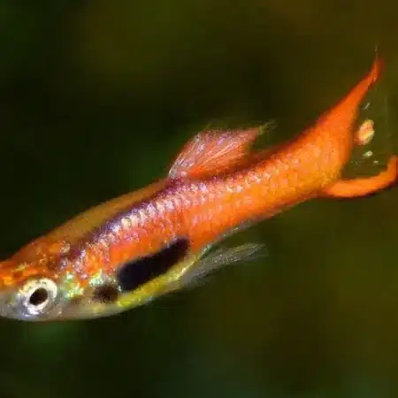 Endler guppy