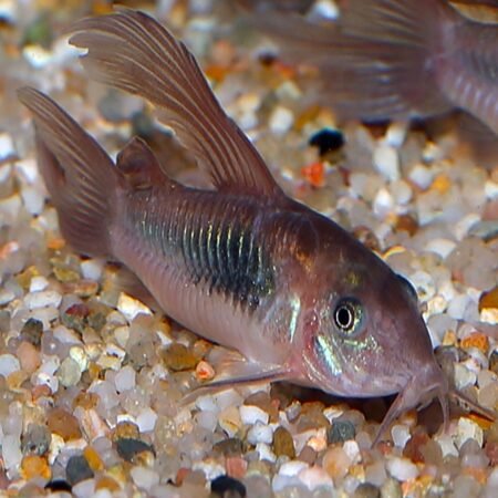 Catfish Cory Longfin Bronze Corydoras