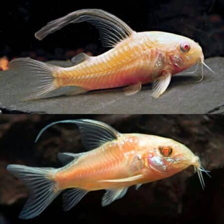 Cory Peppered Albino