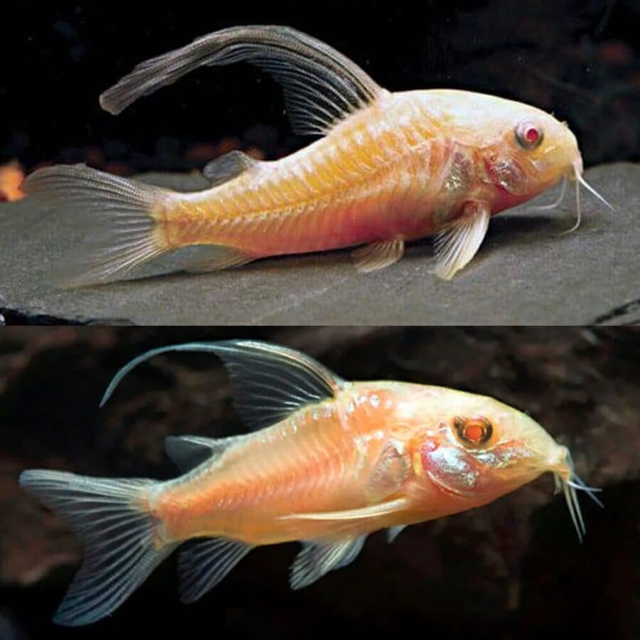 Cory Peppered Albino