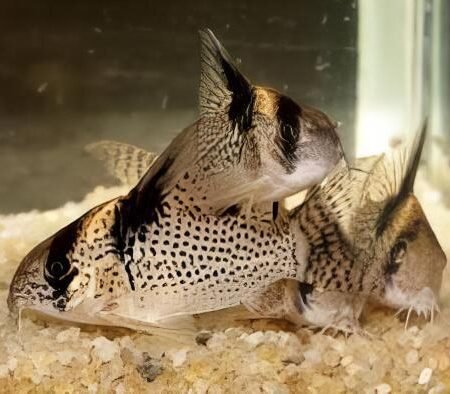 Corydoras Wotroi 6 062552