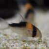Corydoras : duplicareus Duplicat Corydoras