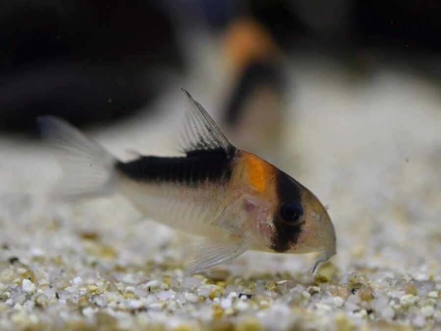 Corydoras : duplicareus Duplicat Corydoras