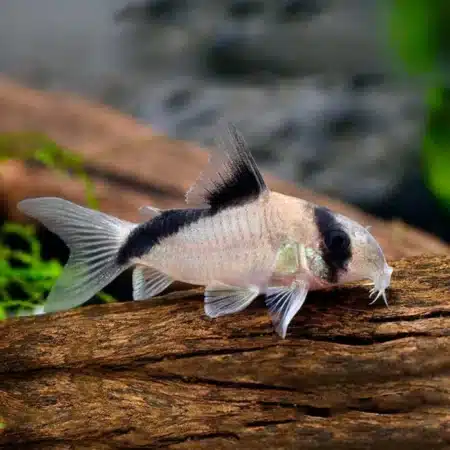Corydoras : metae Masked Corydoras
