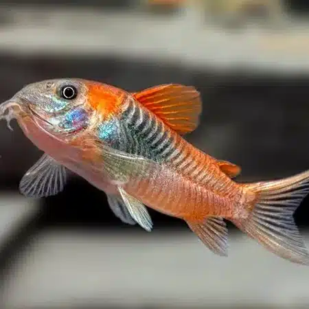 Corydoras venezuelanus Orange
