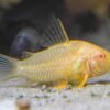 Dans Fish Albino Sterbai Cory Albino Sterbai Cory Corydoras Sterbai 1 9606f534a57640c98fbb03ca7c9172a0 17109
