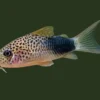 Hoplisoma simile