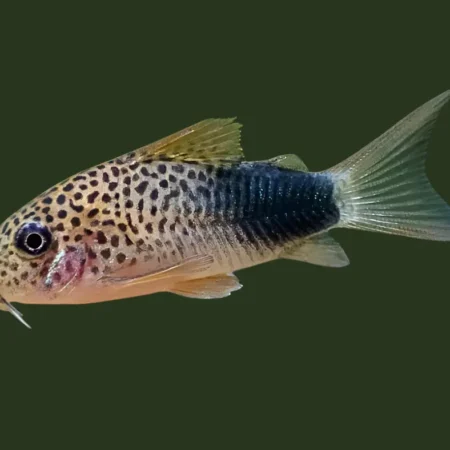 Hoplisoma simile