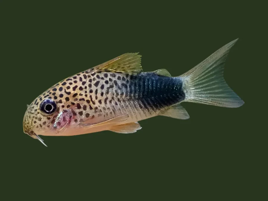 Hoplisoma simile