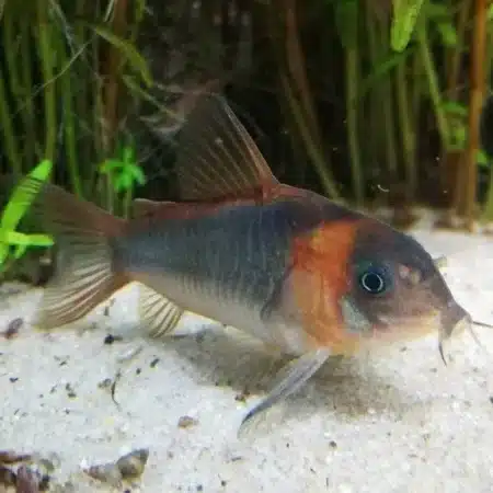 Horsemans Cory corydoras eques