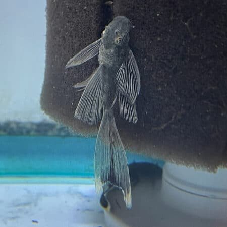 LF Green Phantom Pleco