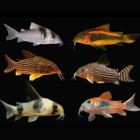 anyone mix corydoras v0 f4a16hb0bcbf1