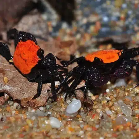 Freshwater Crabs and Lobsters