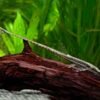 twig catfish