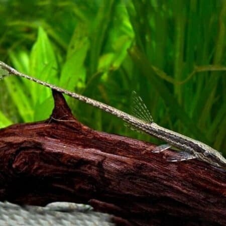 twig catfish