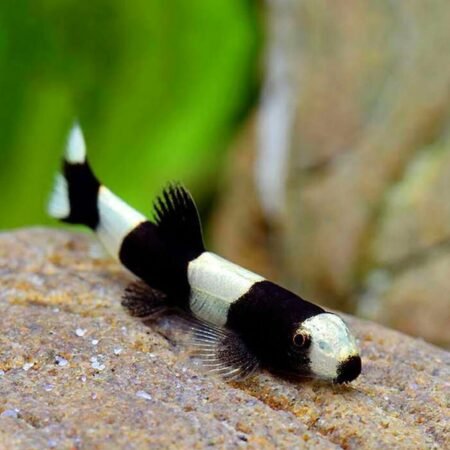 Protomyzon pachychilus – Panda Loach | Exotic Freshwater Fish for Sale