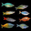 5 X Assorted Rainbowfish (4-5cm) – Melanotaenia Mixed