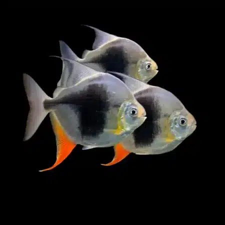 Myleus schomburgki – Blackberry Myleus | Exotic Freshwater Fish for Sale