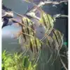 Orinoco F1 Altum Angelfish – Pterophyllum Altum 1 Orinoco F1 Altum Angelfish – Pterophyllum Altum